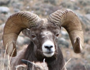 Bighorn Sheep