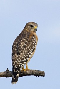 Red-shouldered-Hawk-0008