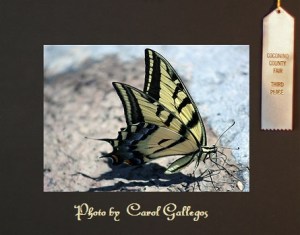 butterfly-3rd place-small