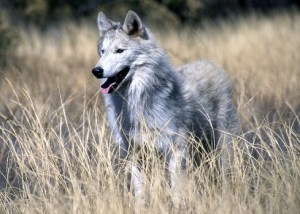 Gray Wolf