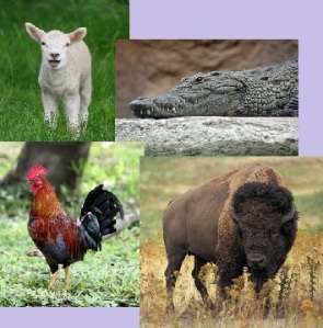 Lamb-Crocodile-Rooster-Buffalo