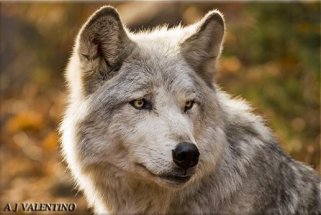 White-Gray Wolf