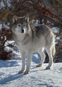 Wyoming-Gray-Wolf