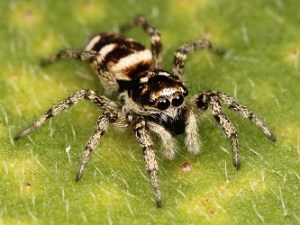 Zebra Spider