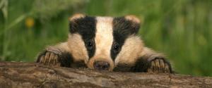 Badger