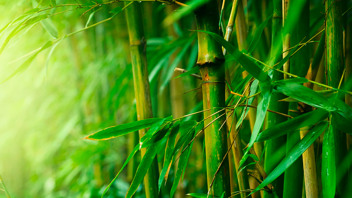 bamboo (1)